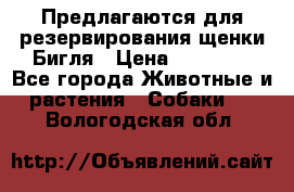 Предлагаются для резервирования щенки Бигля › Цена ­ 40 000 - Все города Животные и растения » Собаки   . Вологодская обл.